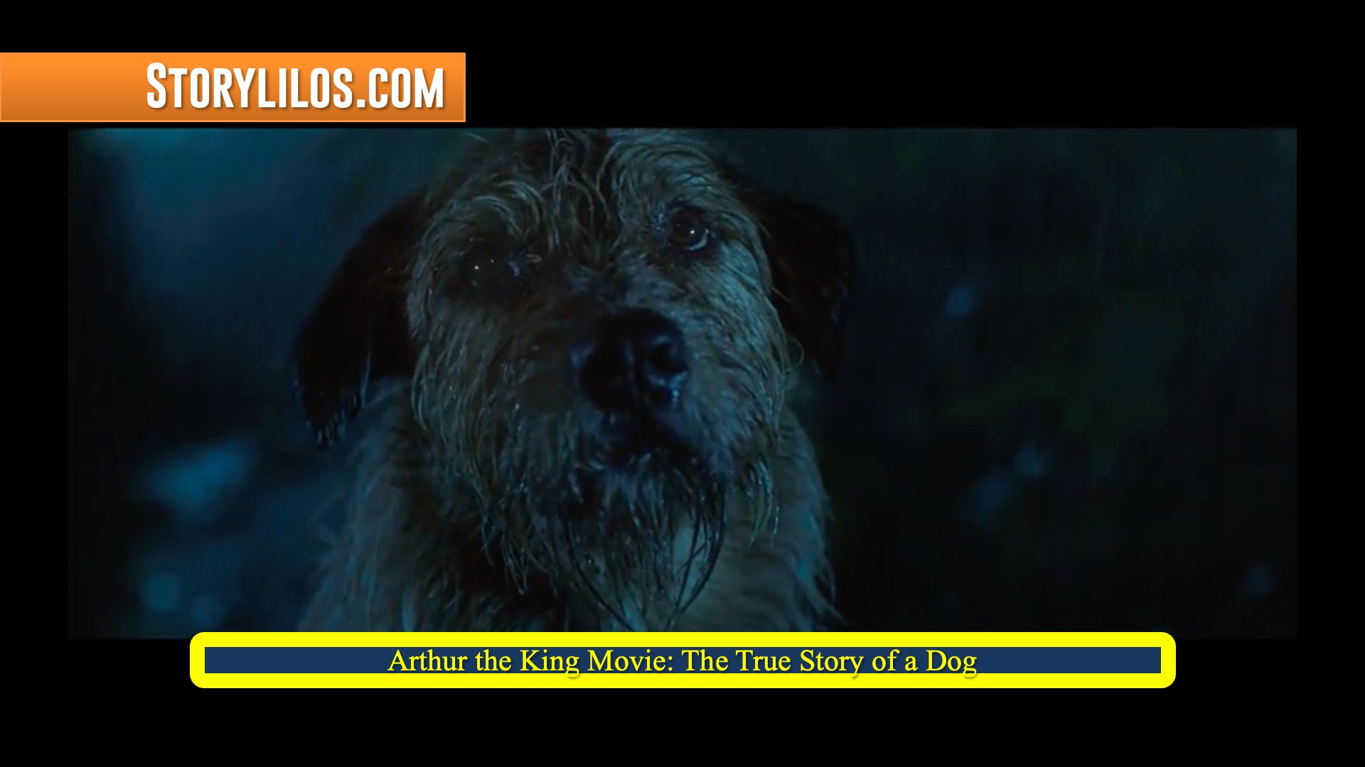 Arthur the King Movie: The True Story of a Dog